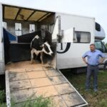 В Новосибирской области продолжают восстановление поголовья сельхозживотных