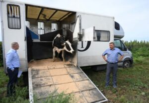 В Новосибирской области продолжают восстановление поголовья сельхозживотных