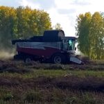 Первый миллион: в Новосибирской области собирают урожай зерновых культур