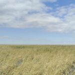 Замерзающих рыбаков на озере в Новосибирской области нашли спасатели