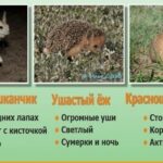 Куйбышевцев ученые просят помочь найти краснокнижных животных