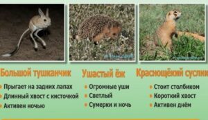 Куйбышевцев ученые просят помочь найти краснокнижных животных