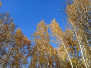Тепло уходит с территории Новосибирской области