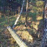 Леса в Новосибирской области готовят к новому пожароопасному сезону